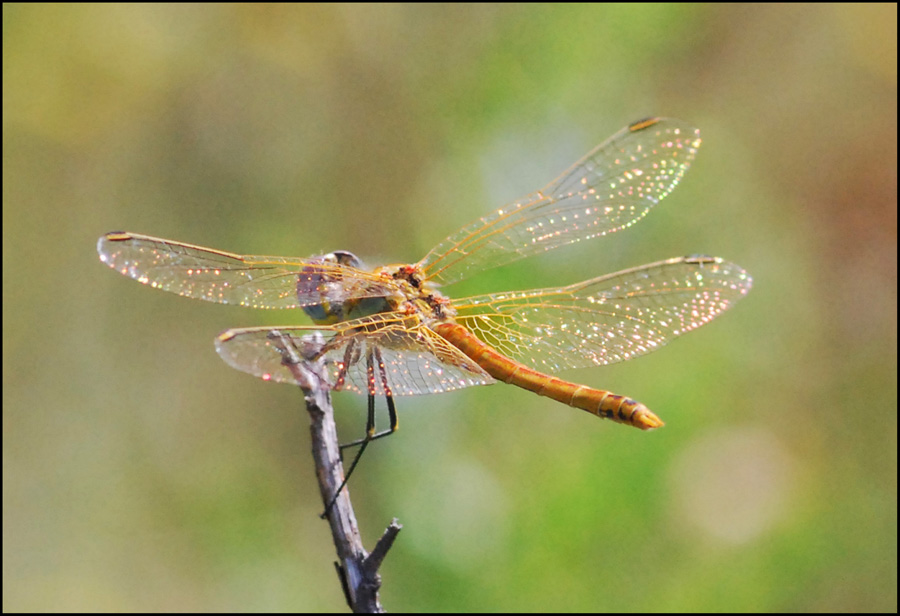 libellula 5: Sympetrum fonscolombii, maschio immaturo